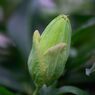 時計草　蕾