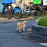 ついてこないでね