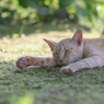 日陰の猫