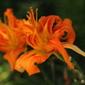 夏の花２