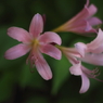 夏の花３　Pink on Green