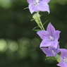 夏の花４　Purple on Green