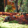紅葉にうもれて