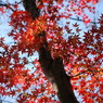 まさに「紅」葉