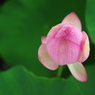 蕾