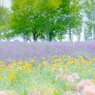 ラベンダーの香り