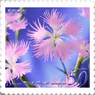 ＜花切手2014-31＞＊カワラナデシコ