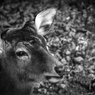 ｄｅｅｒ