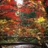 小国神社紅葉