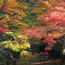 小国神社紅葉