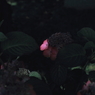 2014_June_紫陽花_07