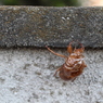 脱いでました・・