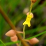 湿原の花たち～ミミカキグサ