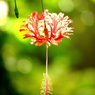 風鈴仏桑花（華）「フウリンブッソウゲ」