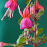 花写真<2014-30＞＊フクシア