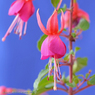 花写真<2014-31＞＊フクシア