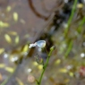 湿原の花たち～ムラサキミミカキグサ
