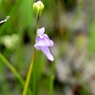 湿原の花たち～ホザキノミミカキグサ