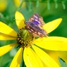 花の都に憧れて、