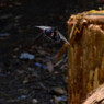 A black hang glider 