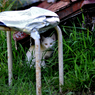 我路猫