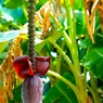 FLOWER OF BANANA