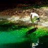 A bird in shiny green pond