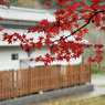 Ishi-kun_1377