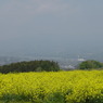 菜の花畑