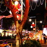 ORCHARD IN CHRISTMAS 14