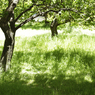 輝く公園