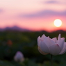 蓮と夕陽と二上山