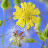 花写真＜2014-32＞＊オニタビラコ