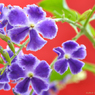 花写真＜2014-33＞＊ジュランタ