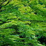 碧 織り成す