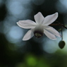 初恋の花