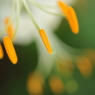 雄蕊