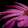 The world of macro　NO.4