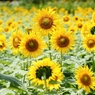 Tournesol