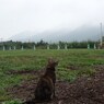 何を想う