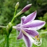 湿原の花たち～ミズギボウシ