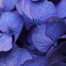 紫陽花　（再）