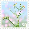 花切手＜2011-52＞＊コセンダングサ