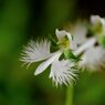 常盤公園に咲く花