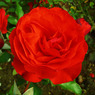 red rose