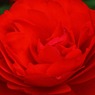 red rose