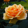yellow rose