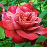 tea rose