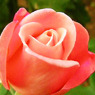 pink rose