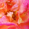 tea rose